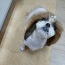 고기맘마