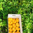 보화농장 이미지