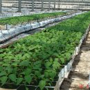 유리농장 이미지