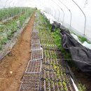 몸사랑농장 이미지