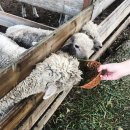 파란목장 이미지