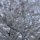 피노키오의 호수 | 송파 잠실 석촌호수 벚꽃구경+무료전시 봄 완벽한 데이트 코스