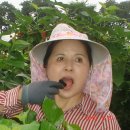 동서농장 이미지