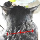 중랑차동물병원 이미지