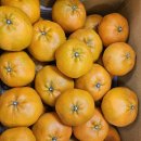 한라봉브로콜리 이미지