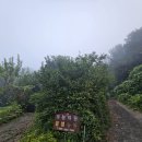 산안개 농장 이미지