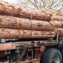 펄라이트존(ZONE) 이미지