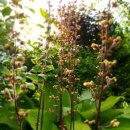 자작나무쉼터 이미지