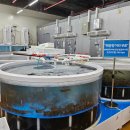 구암동526 | 대전맛집 :) 유성 구암동맛집 새우철 대하구이맛집 "보물섬수산" 횟집맛집 회센터 수산시장 회포장 꽃게