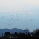 철새보는집 이미지