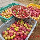 부자 농장 이미지