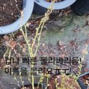 베리누리
