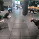 복싱번짐 이미지