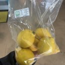 남원읍-41 | [제주도카페] 레몬뮤지엄 | 남원에서 만난 레몬 수확 체험 (서귀포카페, 제주여행, 솔직후기)