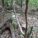 숲속의오리 이미지