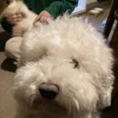 몽멍이들 이미지