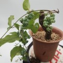 이쁜 댕댕이 이미지