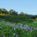 소백산비비 이미지