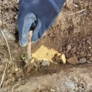 꽃과 식물로 정원가꾸기 | 백합구근 심기 심는시기 옮기는 법부터 구근번식 후기