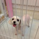 미니 & 바니 애견샵 이미지