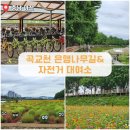 은행나무길 대여소 | [충남 아산] 가을 여행지 추천 은행나무길&amp;자전거 대여소