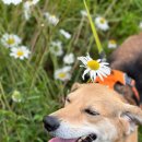 올리스24셀프목욕 이미지