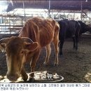 소격리농장 이미지