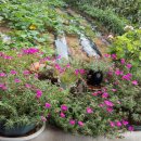 육일농장 이미지