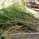 개나리농장 이미지