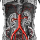 배부위 - abdominal aorta and branches(배대동맥과 가지들) 이미지