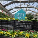 세계꽃식물원 | 아산 가볼만한곳 🌸세계꽃식물원 방문 후기