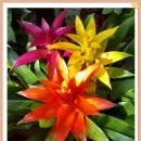 아나나스 이미지