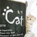 홈캣 이미지
