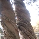 신비의 나무 쌍향수의 위엄이 깃들여진 산중암자 ~ 순천 조계산 천자암 이미지