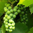 바른농장 이미지