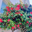 달록비치 이미지