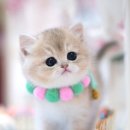 캣프렌즈 이미지