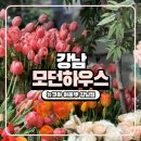 뉴모던 | 강남 모던하우스 뉴컨셉스토어 뉴코아강남점 방문 후기(주차 등 정보)