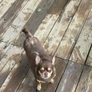 왈가왈부애견 이미지