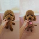 아토 강아지 미용실 이미지