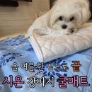 시온펫 | [애견 용품]시온 강아지 쿨매트로 여름 더위 제대로 극복한 후기!