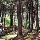 솔잎향기 이미지