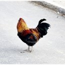 기미짱오꼬노미카페 | 원주 반계리 은행나무 늦은 방문 점심은 여주 기미짱 카페 야끼소바 오코노미야끼