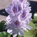 ＜부레옥잠(Water hyacinth)＞ 이미지