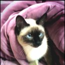 오금동상아아파트 이미지