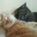 두리그루밍 이미지