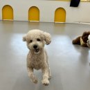 마조르댕 이미지