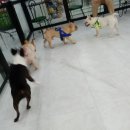 개밥주는고양이 이미지