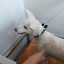 강아지 셀프목욕 후기 : 용인 퐁퐁파피(중대형견 셀프목욕, 위탁목욕, 강아지미용)