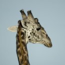 기린동물병원 이미지